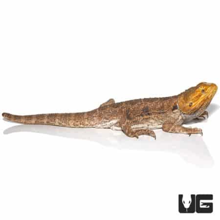 Adult Citrus Blue Bar Bearded Dragon basking in natural light.