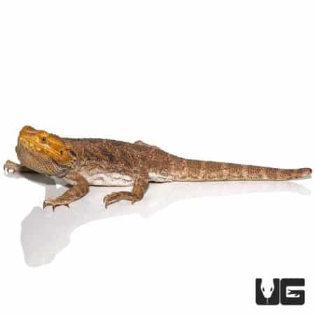 Adult Citrus Blue Bar Bearded Dragons For Sale - Underground Reptiles