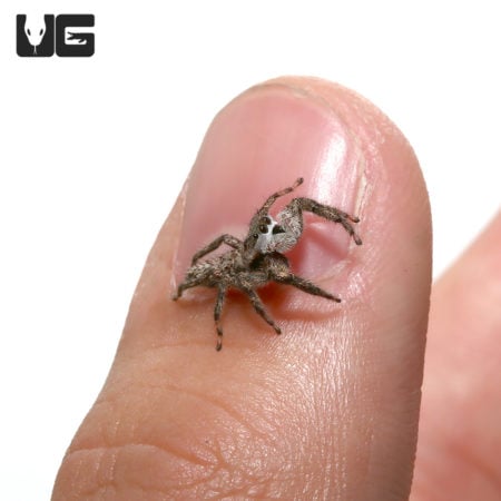 Adult Grey Wall Jumping Spider (Menemerus bivittatus) For Sale - Underground Reptiles