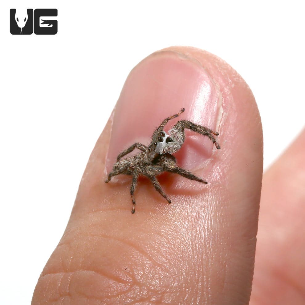 Baby Grey Wall Jumping Spider Menemerus Bivittatus For Sale   Ug Adult Grey Wall Jumping Spider 1 990x990 