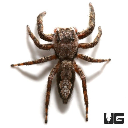 Adult Grey Wall Jumping Spider in natural habitat.