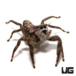 Adult Grey Wall Jumping Spider (Menemerus bivittatus) For Sale - Underground Reptiles
