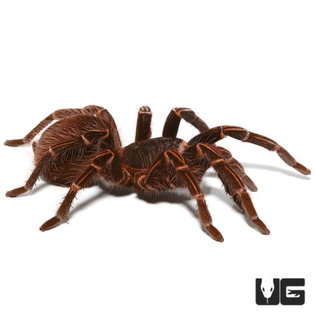 Amazon Giant Striped Birdeater Tarantulas (Acanthoscurria fracta) For Sale - Underground Reptiles