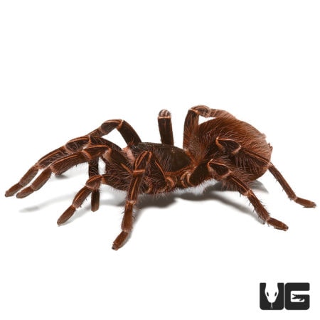 Amazon Giant Striped Birdeater Tarantulas (Acanthoscurria fracta) For Sale - Underground Reptiles