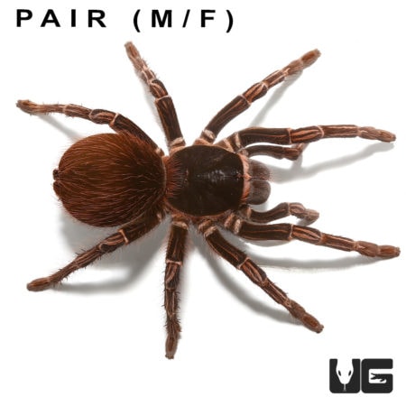 Amazon Giant Striped Birdeater Tarantulas (Acanthoscurria fracta) For Sale - Underground Reptiles