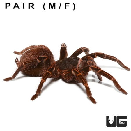 Amazon Giant Striped Birdeater Tarantulas (Acanthoscurria fracta) For Sale - Underground Reptiles