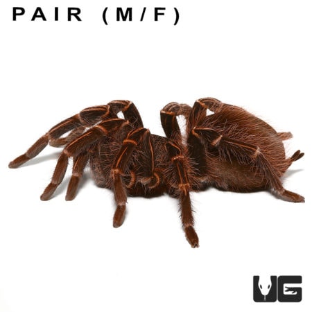 Amazon Giant Striped Birdeater Tarantulas (Acanthoscurria fracta) For Sale - Underground Reptiles