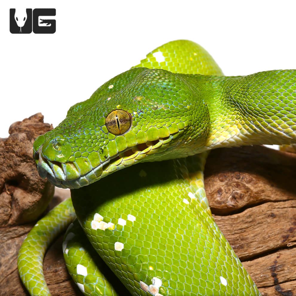Green Tree Pythons For Sale - Underground Reptiles