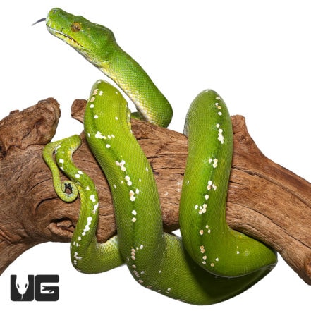 Adult Aru Green Tree Pythons (Morelia viridis) For Sale - Underground ...