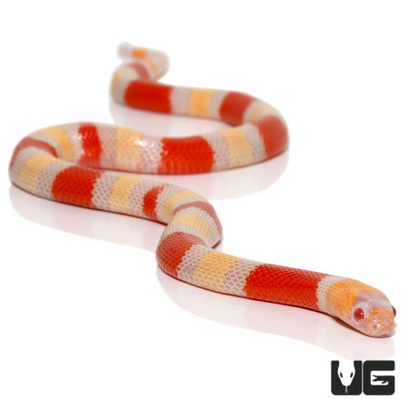 Baby Albino Pueblan Milksnakes for sale - Underground Reptiles