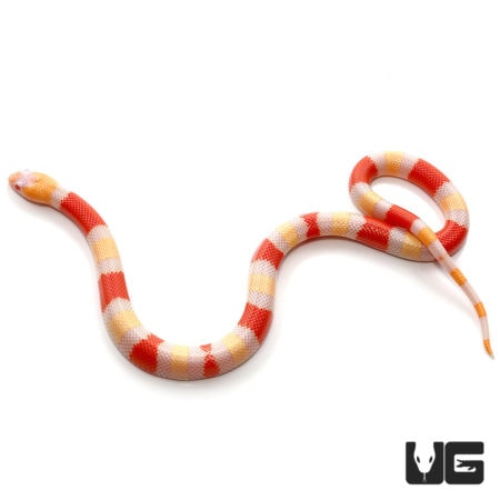Baby Albino Pueblan Milksnakes for sale - Underground Reptiles