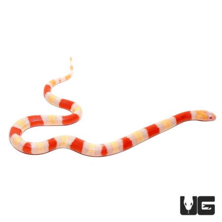 Baby Albino Pueblan Milksnakes for sale - Underground Reptiles