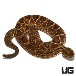 Baby Cascabel Rattlesnake For Sale - Underground Reptiles