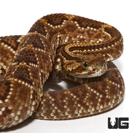 Baby Cascabel Rattlesnake For Sale - Underground Reptiles