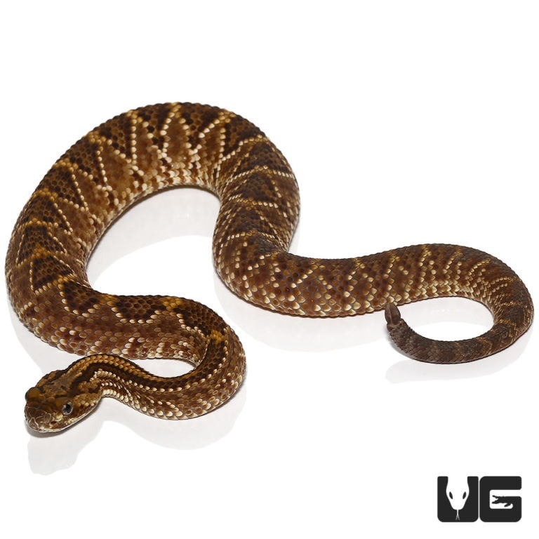 Baby Western Diamondback Rattlesnakes For Sale - Underground Reptiles