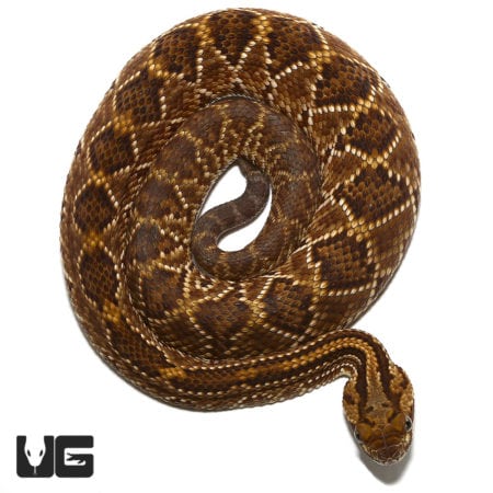 Baby Cascabel Rattlesnake For Sale - Underground Reptiles