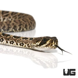 Baby Eastern Diamondback Rattlesnake for sale - Underground Reptiles