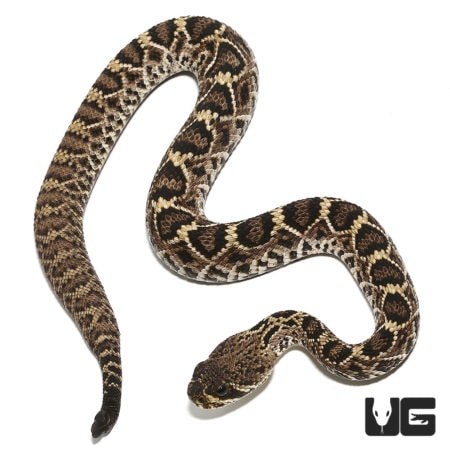 Baby Western Diamondback Rattlesnake for sale - Underground Reptiles