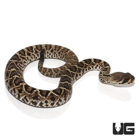 Baby Western Diamondback Rattlesnake for sale - Underground Reptiles