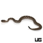Baby Eastern Diamondback Rattlesnake () For Sale - Underground Reptiles