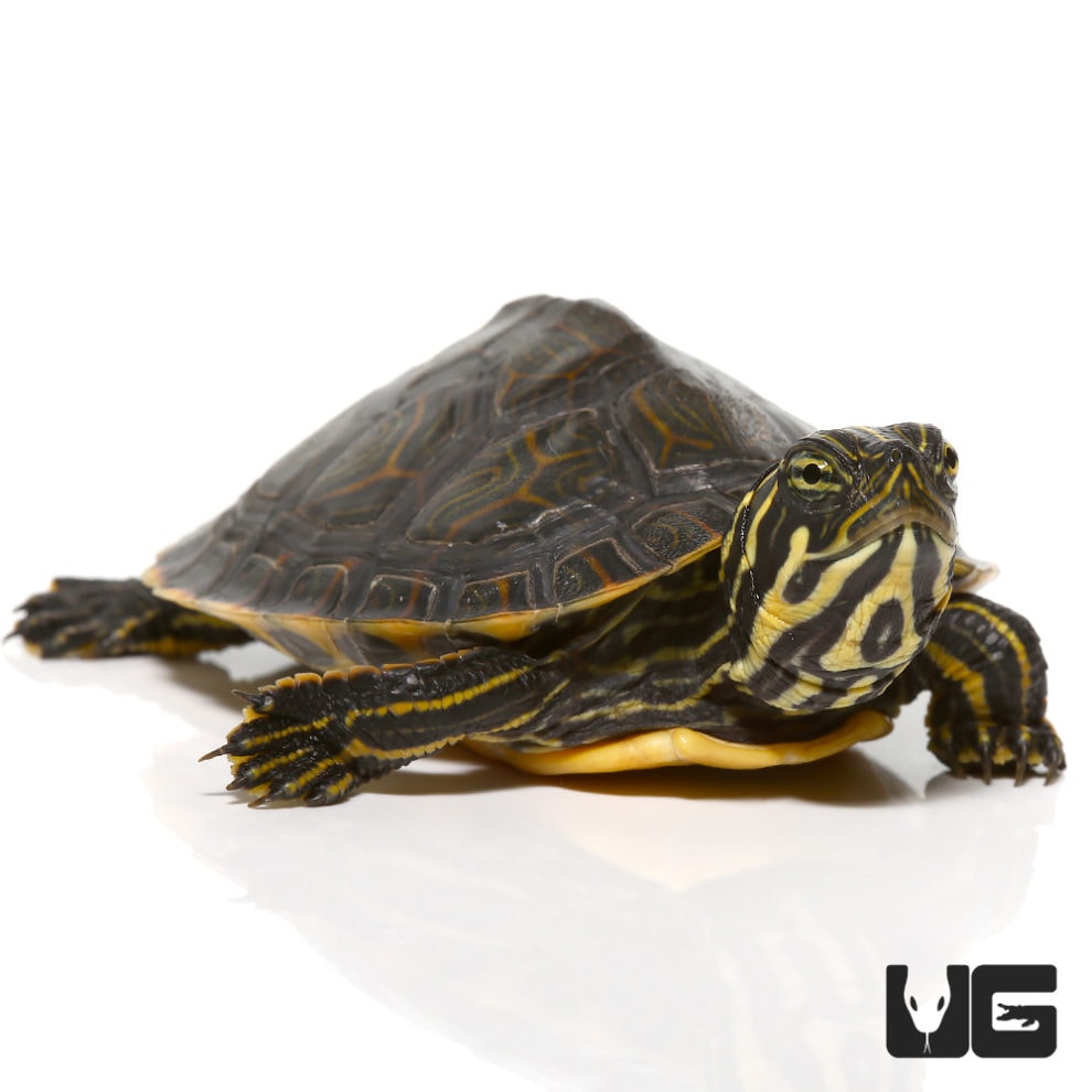 Baby Southern River Cooter Turtle For Sale - Underground Reptiles