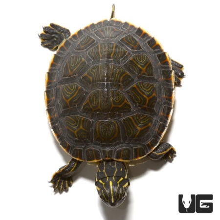 Baby Southern River Cooter Turtle For Sale - Underground Reptiles