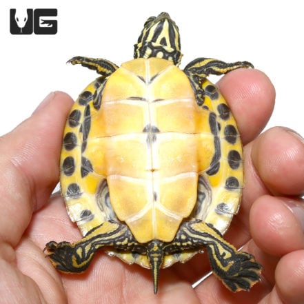 Baby Southern River Cooter Turtle For Sale - Underground Reptiles