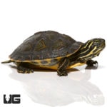 Baby Eastern River Cooter Turtles (Pseudemys concinna concinna) For Sale - Underground Reptiles