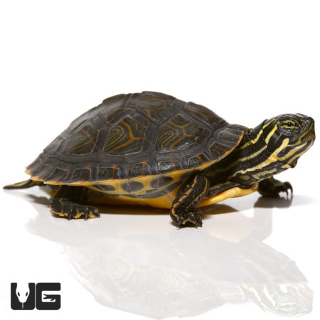 Baby Southern River Cooter Turtle For Sale - Underground Reptiles