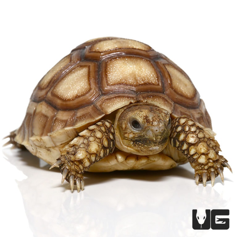 Baby Sulcata Tortoises For Sale - Underground Reptiles