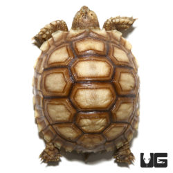 Baby Sulcata Tortoise Het Ivorys For Sale - Underground Reptiles