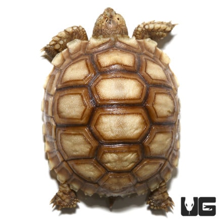 Baby Sulcata Tortoises For Sale - Underground Reptiles