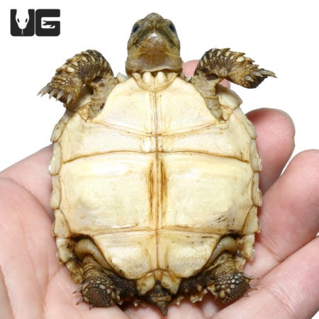 Adorable baby Sulcata tortoise with ivory-colored shell, perfect for reptile enthusiasts and collect.