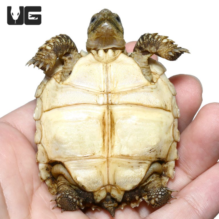 Baby Sulcata Tortoises For Sale - Underground Reptiles