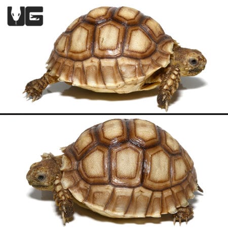 Sulcata tortoise hatchling with distinctive ivory-colored shell pattern.