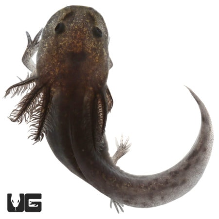 Lavender Melanoid Axolotls For Sale - Underground Reptiles