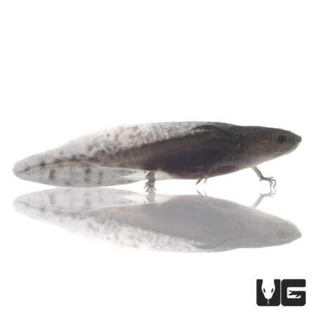 Lavender Melanoid Axolotls For Sale - Underground Reptiles
