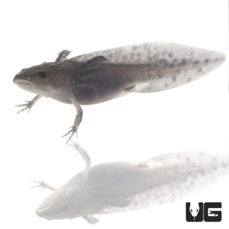 Melanoid Axolotls For Sale - Underground Reptiles