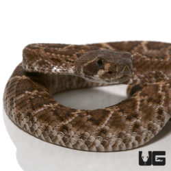 Baby Western Diamondback Rattlesnake for sale - Underground Reptiles