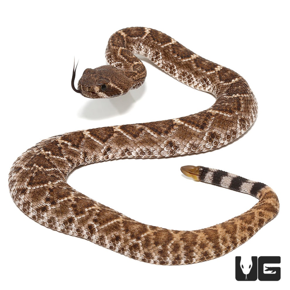 Baby Red Western Diamondback Rattlesnake for sale - Underground Reptiles