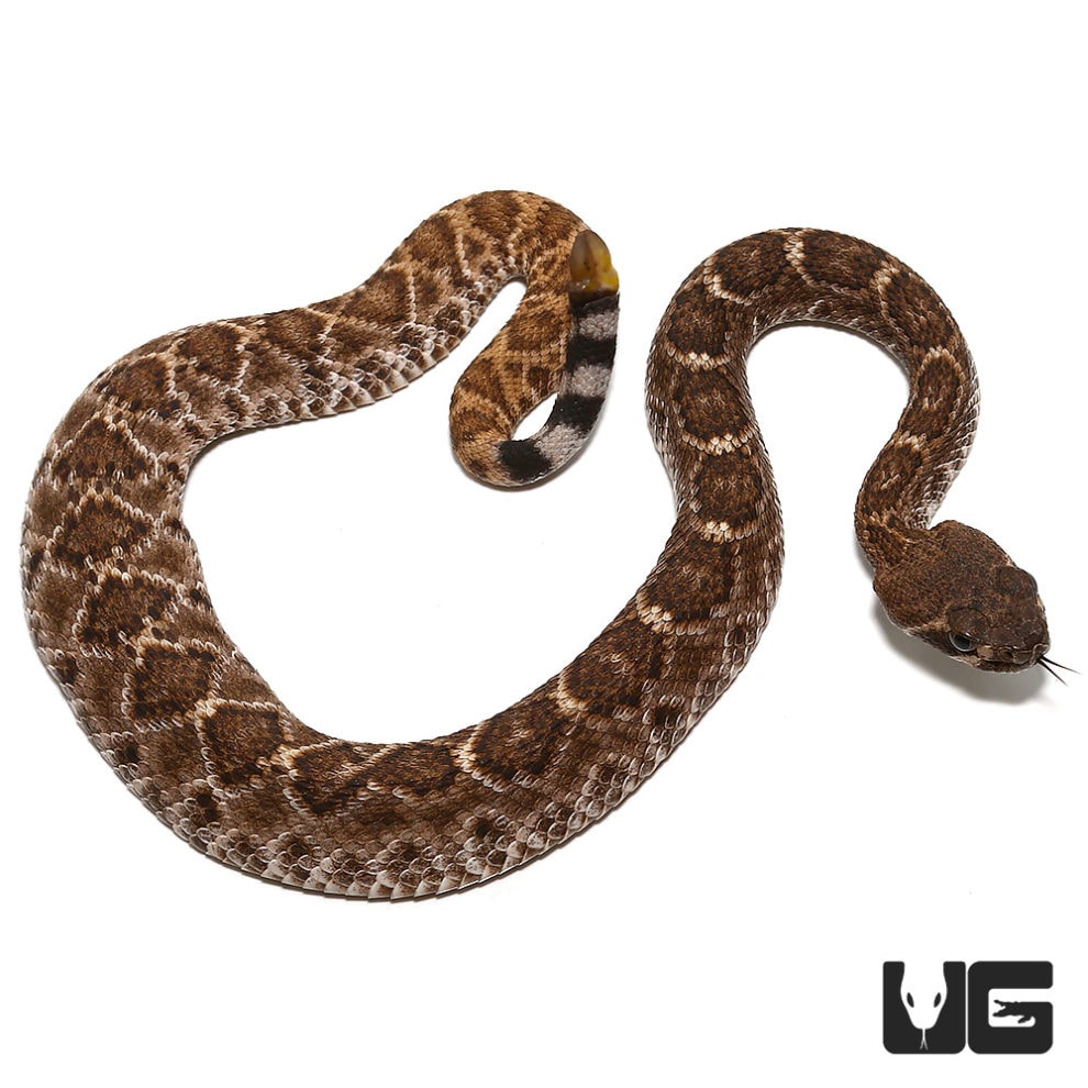 Baby Red Western Diamondback Rattlesnake for sale - Underground Reptiles