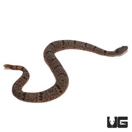 Rattlesnake with distinctive banding pattern, native to rocky regions.