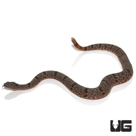 Banded Rock Rattlesnakes For Sale - Underground Reptiles