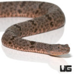 Banded Rock Rattlesnakes For Sale - Underground Reptiles