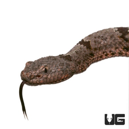 Close-up of a Banded Rock Rattlesnake with detailed scales and tongue out.