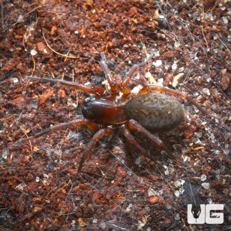 Barn Funnel Weaver spider with distinctive body shape and web structure.