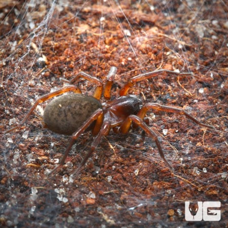 Barn Funnel Weaver For Sale - Underground Reptiles