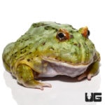 Female Adult Samurai Blue Pacman Frog For Sale - Underground Reptiles
