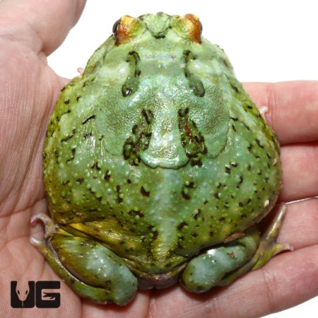Female Adult Samurai Blue Pacman Frog For Sale - Underground Reptiles