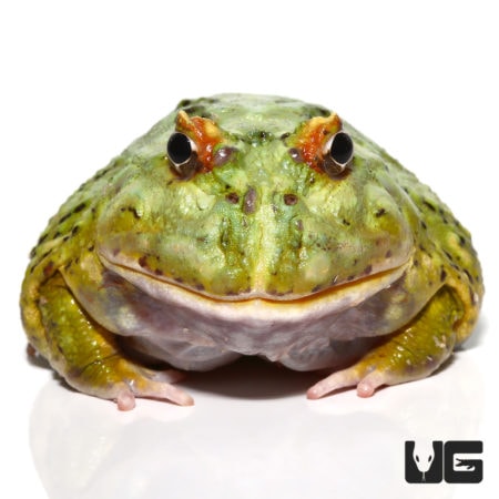 Female Adult Samurai Blue Pacman Frog For Sale - Underground Reptiles